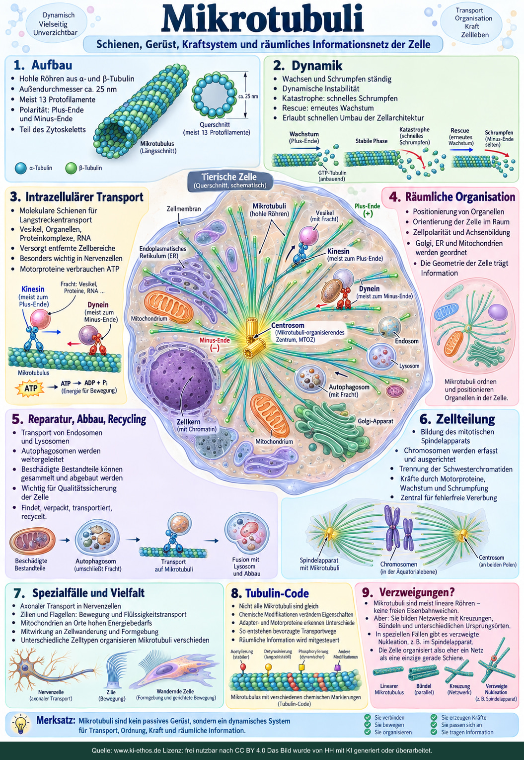Tubulin-Röhren, Motorproteine, Zellteilung und neuronaler Transport als schematische Funktionen. Tubulin-Röhren, Motorproteine, Zellteilung und neuronaler Transport als schematische Funktionen.